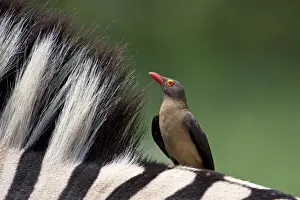Oxpecker Prints: Picture No. 10891241