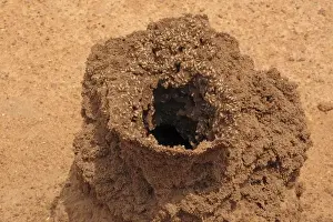 Termite Prints: Picture No. 10891247