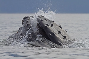 Images Dated 30th July 2010: Picture No. 10891295