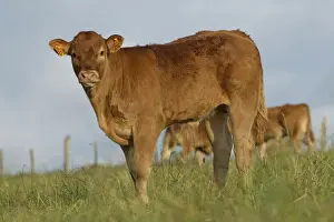 Limousin Prints: Picture No. 10891336