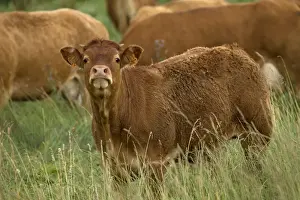 Limousin Prints: Picture No. 10891339