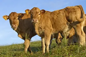 Limousin Prints: Picture No. 10891343