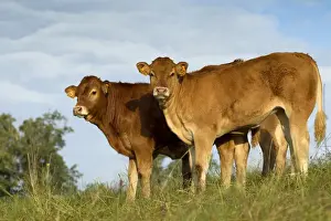 Limousin Prints: Picture No. 10891344