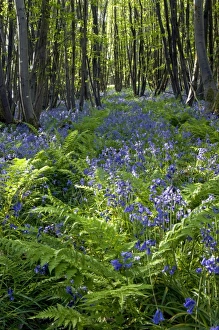 Images Dated 23rd May 2010: Picture No. 10891353