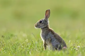 Cuniculus Prints: Picture No. 10891358