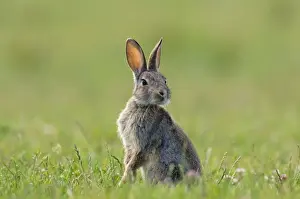Cuniculus Prints: Picture No. 10891359