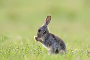 Cuniculus Prints: Picture No. 10891360