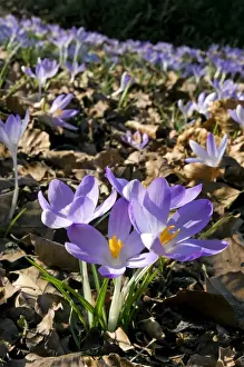 Crocus Prints: Picture No. 10891366