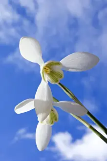 Snowdrop Prints: Picture No. 10891367