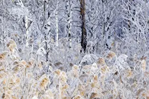 Reeds Prints: Picture No. 10891372
