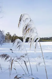 Reeds Prints: Picture No. 10891373