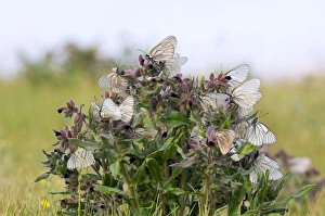 Images Dated 12th June 2010: Picture No. 10891379