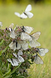 Images Dated 12th June 2010: Picture No. 10891380