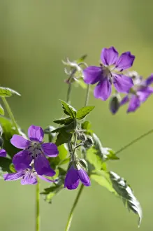 Geranium Prints: Picture No. 10891382