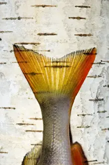 Birch Prints: Picture No. 10891408