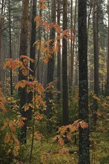 Pinus Prints: Picture No. 10891420