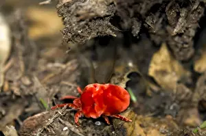 Mite Prints: Picture No. 10891426
