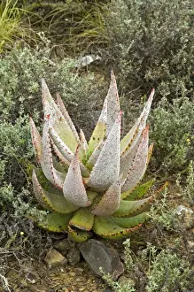 Aloe Prints: Picture No. 10891428