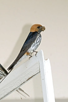 Images Dated 9th January 2012: Picture No. 10891443
