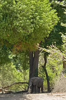 Picture No. 10891455