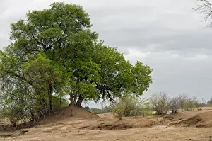Drought Prints: Picture No. 10891472