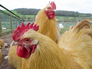 Chickens Collection: Picture No. 10891481