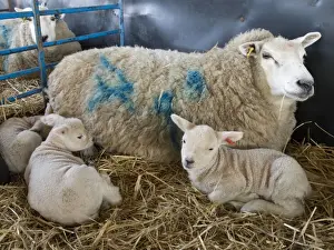 Lambing Prints: Picture No. 10891485