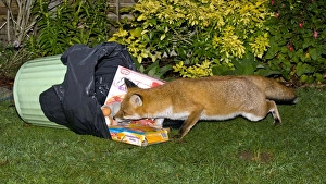 Images Dated 15th December 2011: Picture No. 10891496