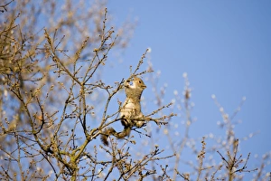 Images Dated 27th March 2012: Picture No. 10891516