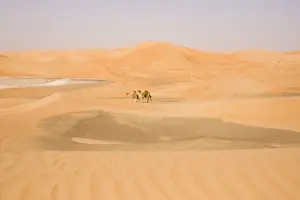 Camels Prints: Picture No. 10891518