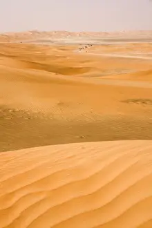 Camels Prints: Picture No. 10891519
