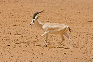 Gazelle Prints: Picture No. 10891525