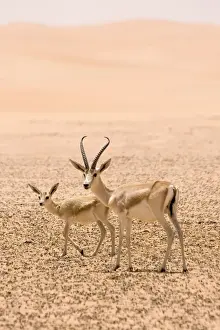 Gazelles Prints: Picture No. 10891528