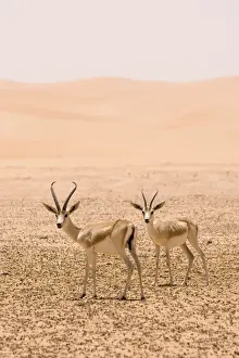 Gazelles Prints: Picture No. 10891529