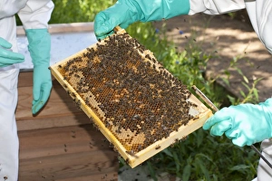 Mellifera Collection: Picture No. 10891532