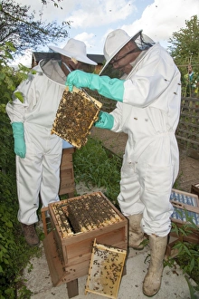 Mellifera Collection: Picture No. 10891533