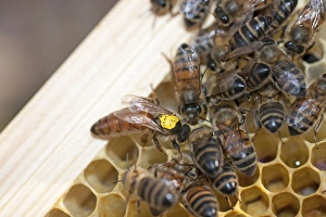 Mellifera Collection: Picture No. 10891535