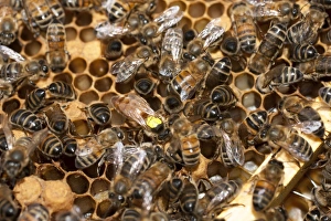 Mellifera Collection: Picture No. 10891536