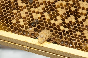 Mellifera Collection: Picture No. 10891537