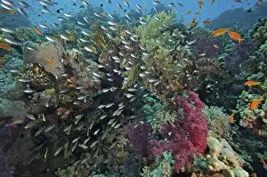 Pseudanthias Prints: Picture No. 10891546