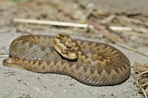 Adder Prints: Picture No. 10891548