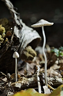 Images Dated 16th September 2011: Picture No. 10891561