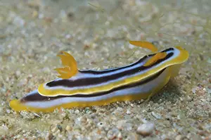 Chromodoris Prints: Picture No. 10891577