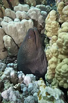 Moray Prints: Picture No. 10891583