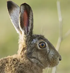 Lepus Prints: Picture No. 10891602