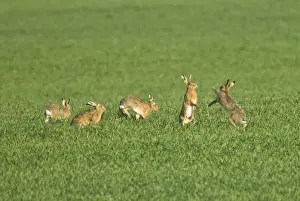 Lepus Prints: Picture No. 10891607