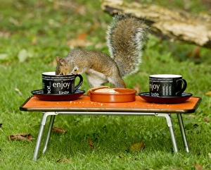 Images Dated 27th September 2011: Picture No. 10891641
