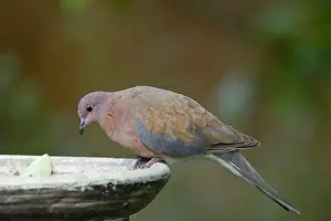 Senegalensis Prints: Picture No. 10891643
