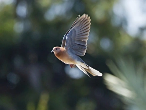 Images Dated 5th May 2012: Picture No. 10891645