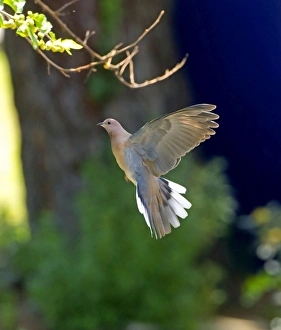 Images Dated 5th May 2012: Picture No. 10891646